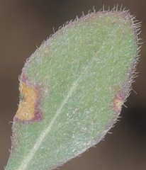Oenothera albicaulis