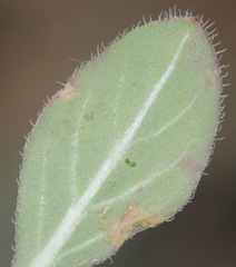 Oenothera albicaulis