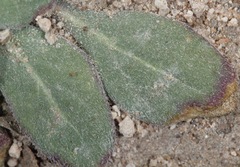 Oenothera albicaulis