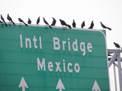 Quiscalus mexicanus