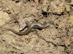 Plethodon electromorphus
