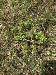 Mecardonia procumbens