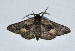 Phaeoura mexicanaria