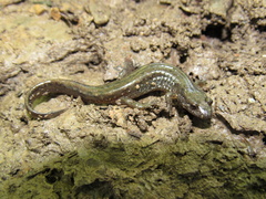 Plethodon electromorphus