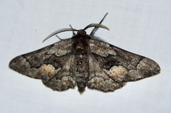 Phaeoura mexicanaria