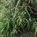 Oleandra articulata - Photo (c) Bitty A. Roy,  זכויות יוצרים חלקיות (CC BY-NC), הועלה על ידי Bitty A. Roy