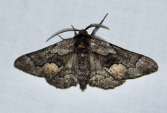 Phaeoura mexicanaria