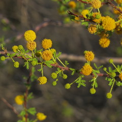 Vachellia vernicosa