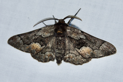 Phaeoura mexicanaria