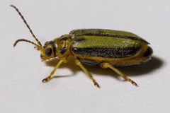 Xanthogaleruca luteola