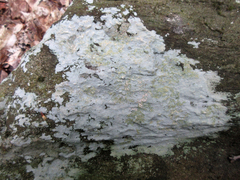 Trapelia placodioides