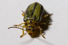 Xanthogaleruca luteola