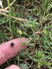 Medicago lupulina