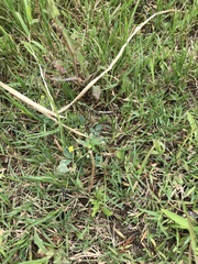 Medicago lupulina