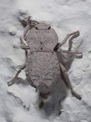 Pelecyphorus regularis