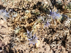 Eryngium dilatatum