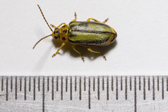 Xanthogaleruca luteola