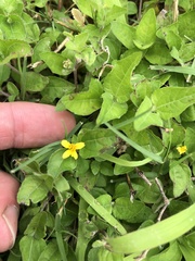 Calyptocarpus vialis