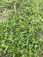 Calyptocarpus vialis