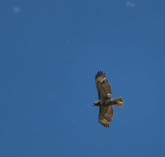 Buteo jamaicensis