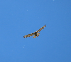 Buteo jamaicensis