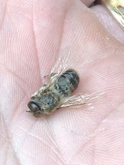 Apis mellifera
