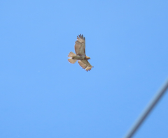 Buteo jamaicensis
