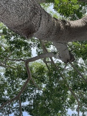 Enterolobium