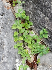 Carlowrightia torreyana