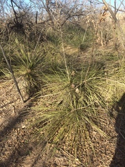 Yucca campestris