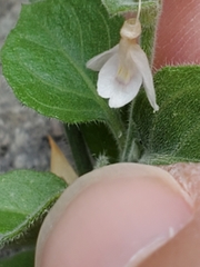 Carlowrightia torreyana