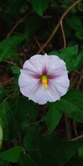Lycianthes moziniana