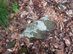 Trapelia placodioides