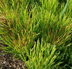 Equisetum palustre