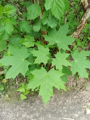 Acer platanoides