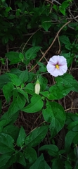 Lycianthes moziniana