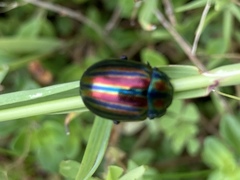Chrysolina cerealis