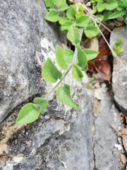 Carlowrightia torreyana