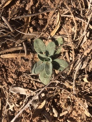 Amblyolepis setigera