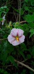 Lycianthes moziniana