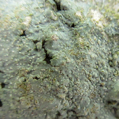 Trapelia placodioides