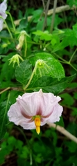 Lycianthes moziniana