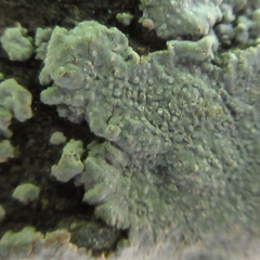 Trapelia placodioides