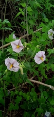 Lycianthes moziniana