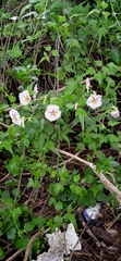 Lycianthes moziniana