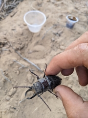 Nothopleurus lobigenis