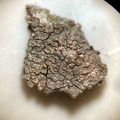 Trapelia placodioides