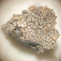 Trapelia placodioides