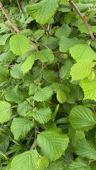 Corylus avellana