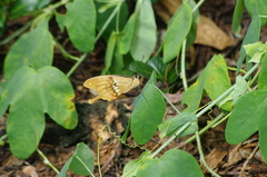 Papilio dardanus meriones